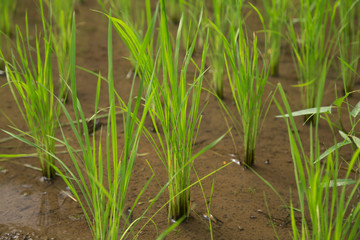 green rice fields in Asia