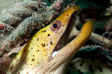 Yellow Eel