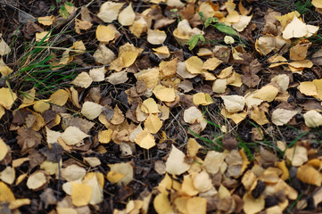 yellow birch leaves on the ground
