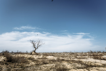 Tree without leaves against the sky