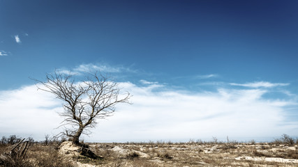 Tree without leaves against the sky