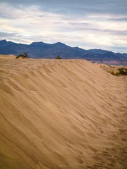 Sand dunes in Death Valley, bushes and branches everywhere