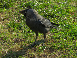 West jackdaw eating worms