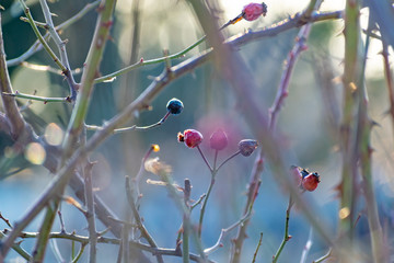 The berries of the wild rose Bush in winter and early spring, without leaves. Perezhivanie fruits overgrown shrub rose garden. Landscape through sunlight at sunset.