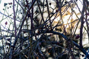 The berries of the wild rose Bush in winter and early spring, without leaves. Perezhivanie fruits overgrown shrub rose garden. Landscape through sunlight at sunset.