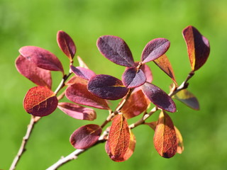 Naklejka na ściany i meble Colorful autumn heahter foliage from bog bilberry Vaccinium uliginosum with green background