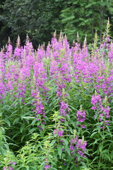 Naklejka premium Big field of rosebay willowherb Chamerion angustifolium flowering with pink flowers