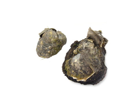 Mangrove oyster Crassostrea tulipa form brazil isolated on white