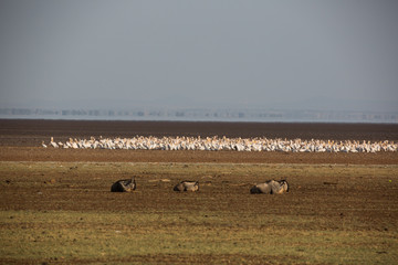 Pelikane (Pelecanidae, Pelecanus) 