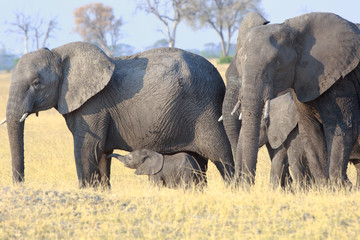 Family herd of elephants standing on the dry african plains with a small calf who has it's trunk stretched out reaching towards its Mother. Hwnge National Park, Zimbabwe