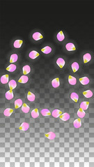 Vector Realistic Pink Petals Falling on Transparent Background.  Spring Romantic Flowers Illustration. Flying Petals. Sakura Spa Design. Blossom Confetti.