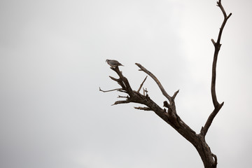 Schreiseeadler - Haliaeetus vocifer