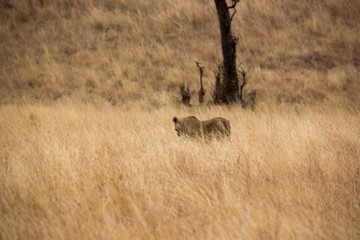 Löwe (Panthera leo)