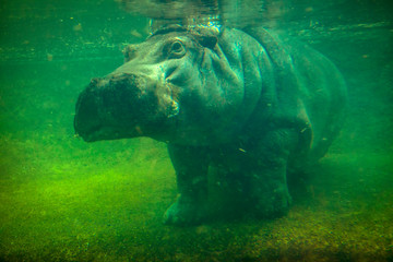 hippos walking in muddy water