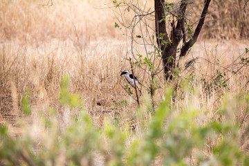 Weißbauch-Lärmvogel (Corythaixoides leucogaster) 