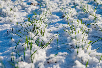 Fresh snow on green wheat field.