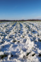 Fototapeta na wymiar Fresh snow on green wheat field.