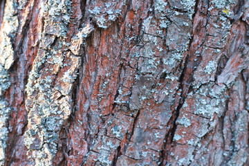 background of wood full frame