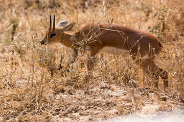 Impalas (Aepyceros)
