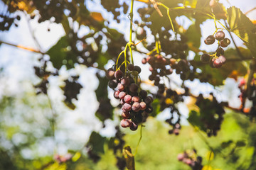 Purple ripe grapes near the house. Wine making. Autumn day on farm yard. Harvest time. Ecological fruit for vegans. Yellow leaves in the sun beams.