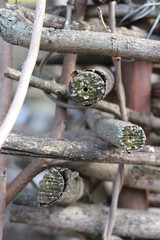 background of wood full frame