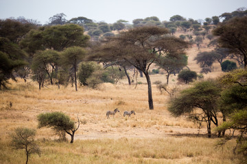 Fototapeta na wymiar Tansania