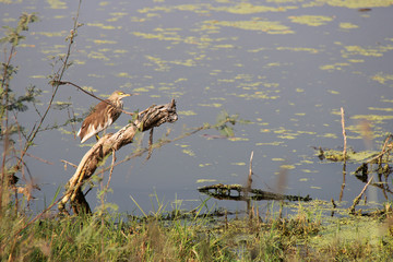 Bittern (Ayutthay - Thailand)