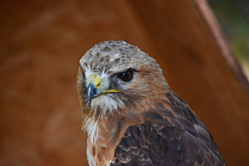 Common buzzard, predator of Czech forest