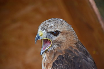 Common buzzard, predator of Czech forest