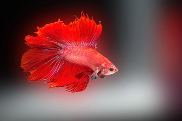 Siamese fighting fish,Betta splendens,red fish on a Blurred background, Halfmoon Betta, 