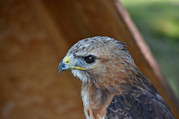 Common buzzard, predator of Czech forest