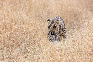 Leopard (Panthera pardus)