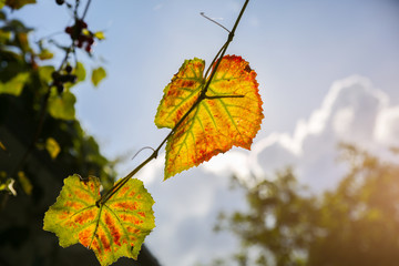 Yellow grapes leaves in the sun beams.  Autumn day on farm yard. Harvest time. Nature photo.