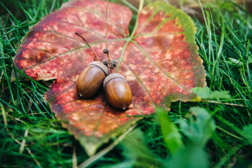 Acorns lying on the autumn leaves in the grass. Harvest time. Rustic style village. Natural photo.