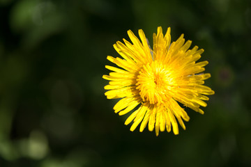 Blume