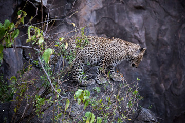 Fototapeta na wymiar Leopard (Panthera pardus)