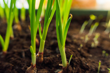 green onions growing on the windowsill