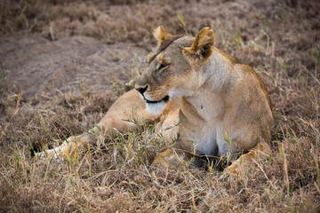 Fototapeta na wymiar Löwe (Panthera leo)