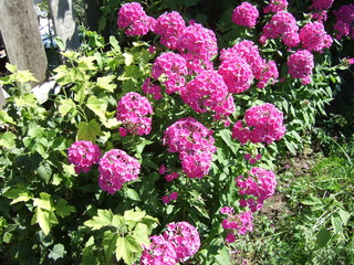 Blooming Phlox bright crimson. Huge fluffy hat of flowers. Bright summer day.