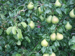 The pear tree with ripe fruit.