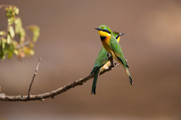 Bienenfresser in der Serengeti