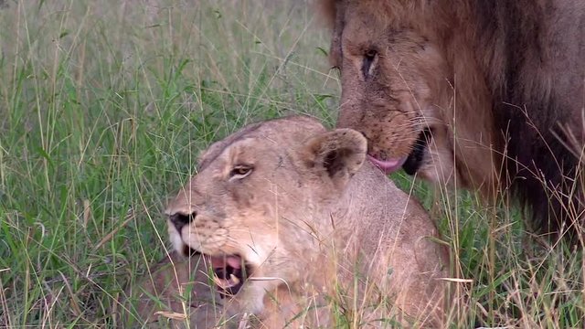 Lioness being groomed by her pride male in the wilderness of The Kruger