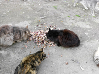 Mealtime for stray cats