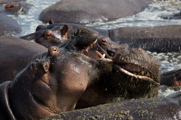 Fototapeta na wymiar Flusspferd (Hippopotamus amphibius)