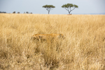 Löwe (Panthera leo)