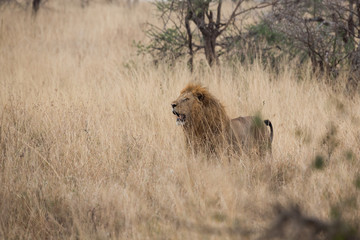 Löwe (Panthera leo)