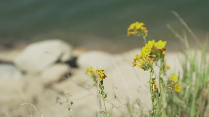 HD Flowers on Clear Ocean Lake Water Waves