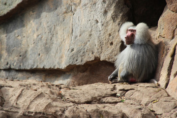 Hamadryas baboon 