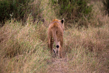 Löwe (Panthera leo)
