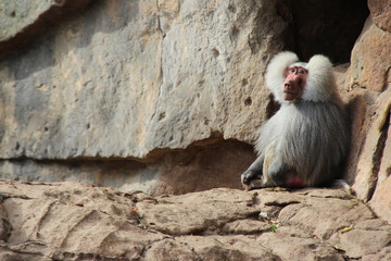Hamadryas baboon 